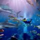 Dive into the Summer of Sharks at The Lost Chambers Aquarium Dubai