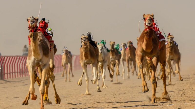 Al Marmoom Camel race track