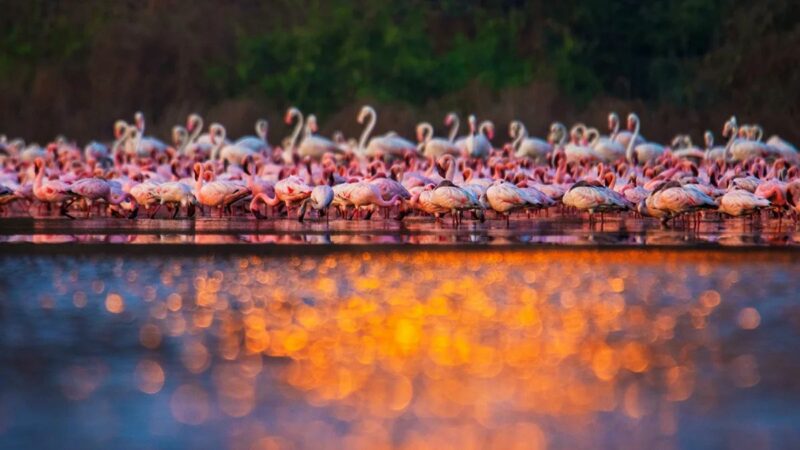 Observe flamingos in the wetlands