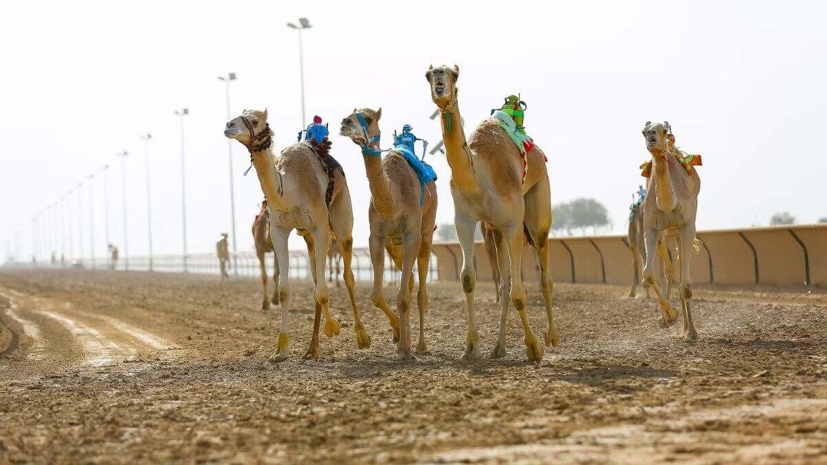 Camel racing festival