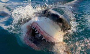 Shark Week 2023: Prepare for Heart-Pounding Encounters and Unseen Revelations!