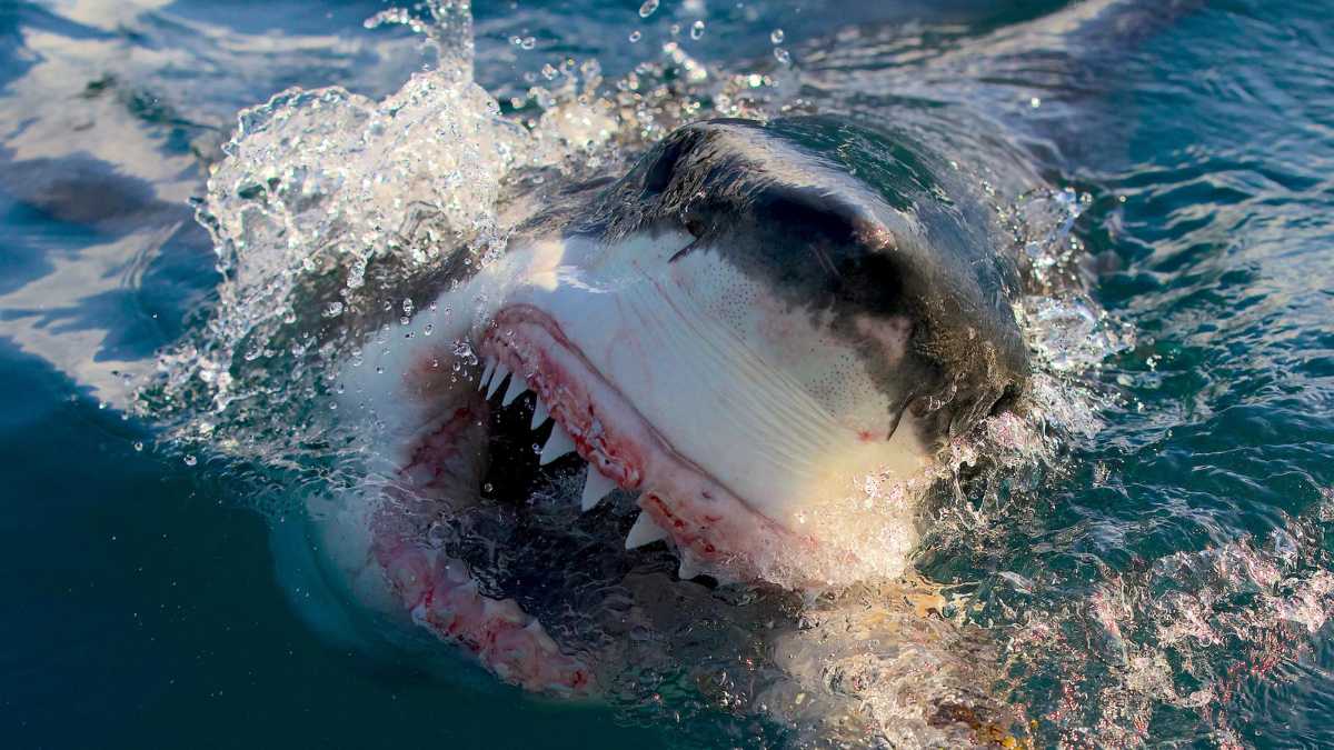 Shark Week 2023: Prepare for Heart-Pounding Encounters and Unseen Revelations!