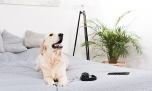 Pet Ownership in Dubai: Your Complete Guide