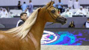 205 Arabian Horses To Participate in the 21st Edition of the Dubai International Arabian Horse Championship