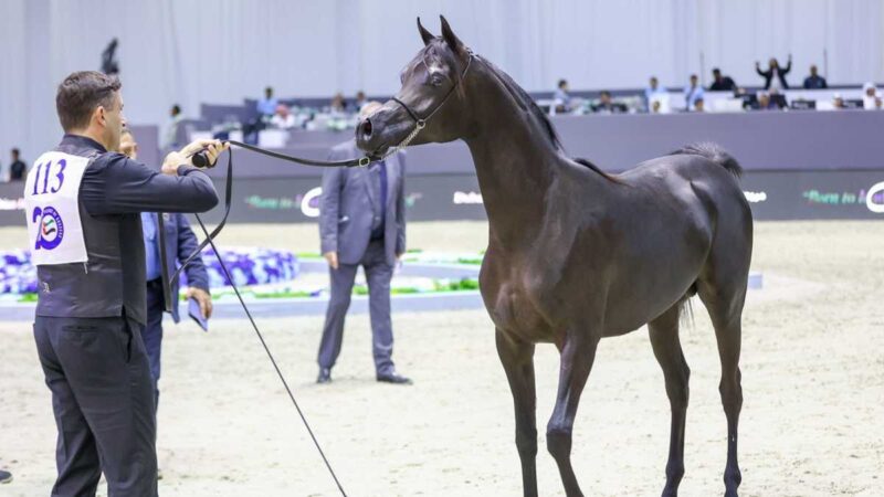 205 Arabian Horses To Participate in the 21st Edition of the Dubai International Arabian Horse Championship