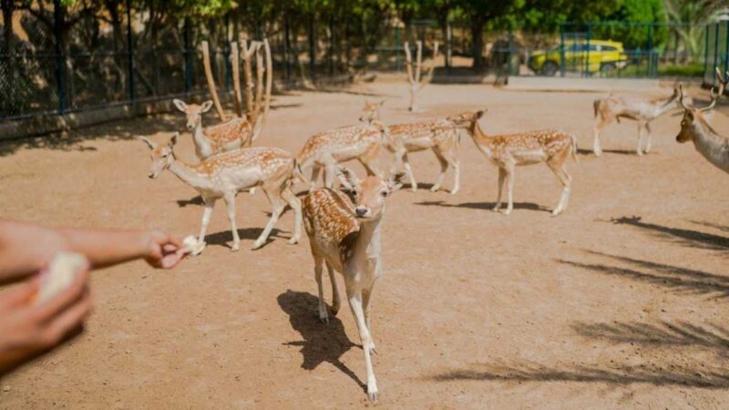 Kid-friendly Animal Encounters In Dubai