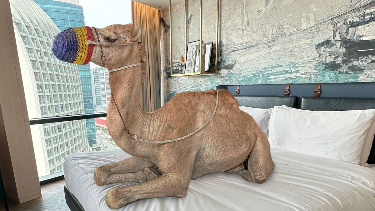 A Man With Camel Check in at Hotel Indigo Dubai Downtown!