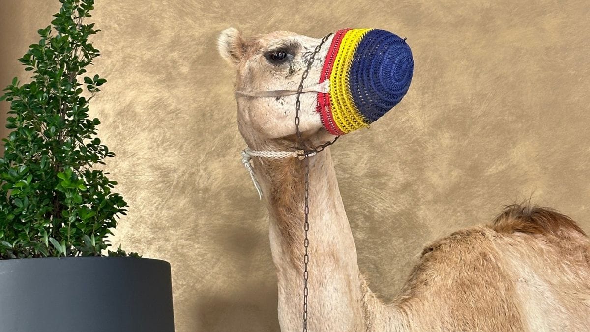 Petcation Dreams Come True