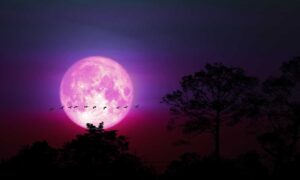 Pink Moon is Set to Rise Over Dubai Next Week