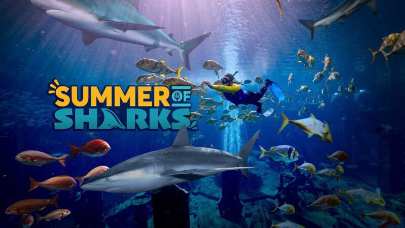 Join us at The Lost Chambers Aquarium for the Summer of Sharks with exciting activities and educational shark experiences!






