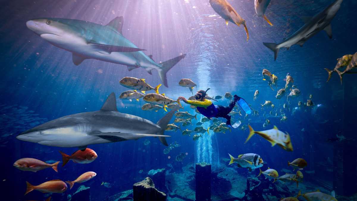 Dive into the Summer of Sharks at The Lost Chambers Aquarium Dubai