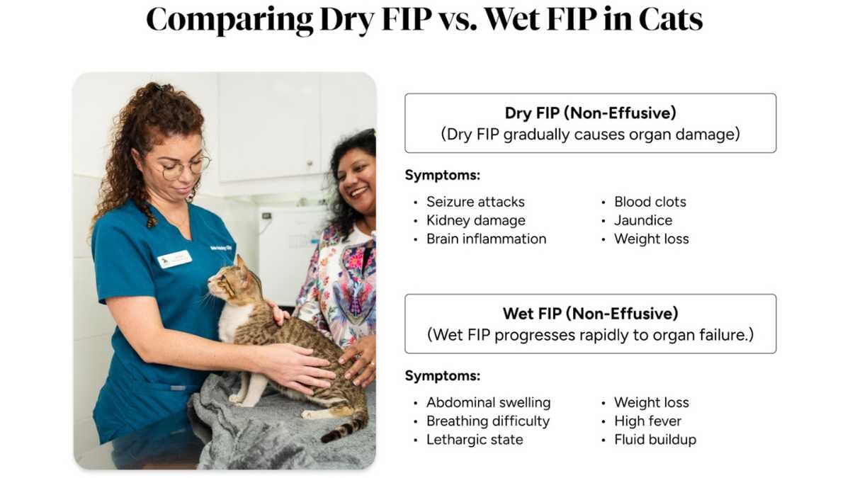 FIP in Cats Expert Advice on Diagnosis, Treatment, and Care