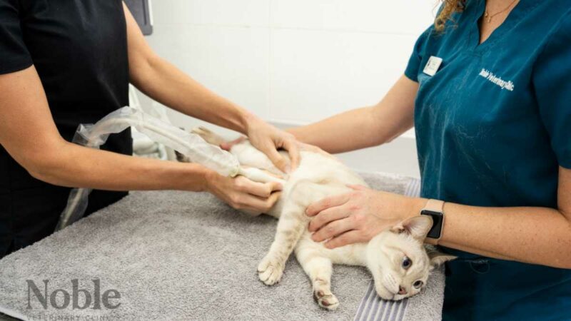 FIP in Cats: Expert Advice on Diagnosis, Treatment, and Care - Wow-Emirates