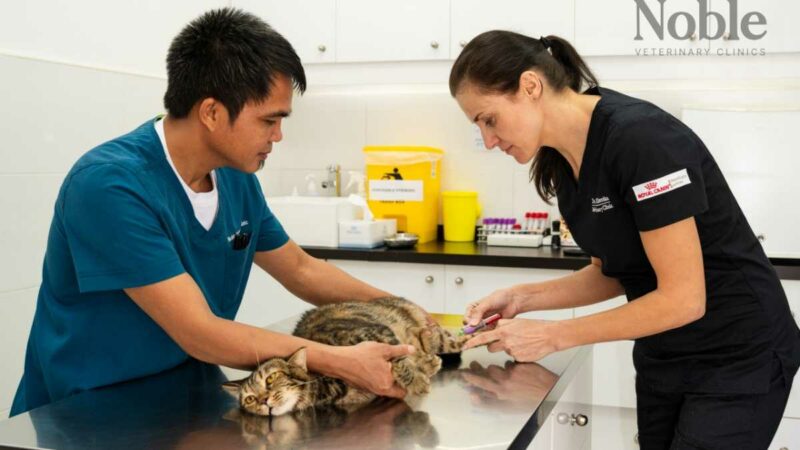 FIP in Cats Expert Advice on Diagnosis, Treatment, and Care