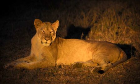 Wild Nights at Dubai Safari Park