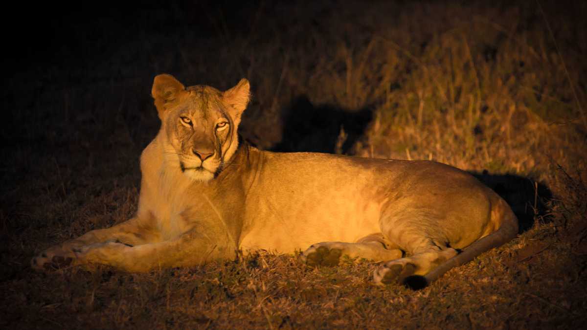 Wild Nights at Dubai Safari Park