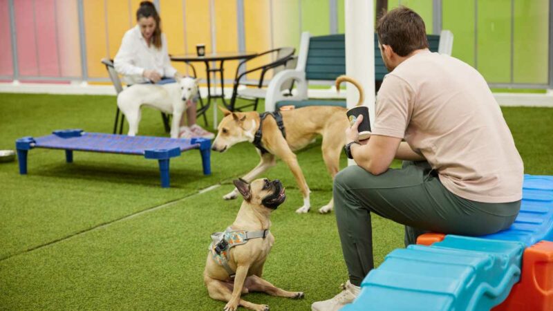 Fetch Dubai Redefining Premium Pet Care in the UAE