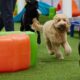 Fetch Dubai Redefining Premium Pet Care in the UAE