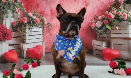 Love Is in the Air… and So Is Your Dog’s Next Iconic Photoshoot at Fetch Dubai!