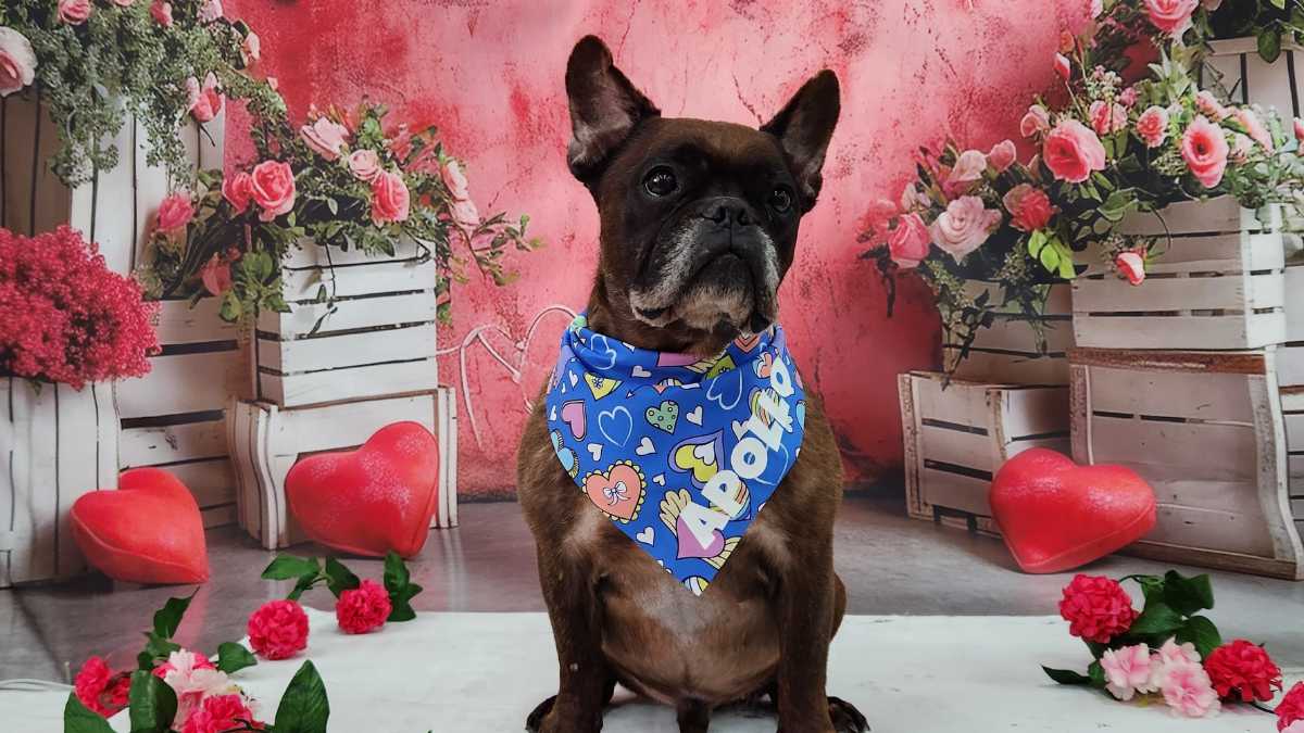 Love Is in the Air… and So Is Your Dog’s Next Iconic Photoshoot at Fetch Dubai!