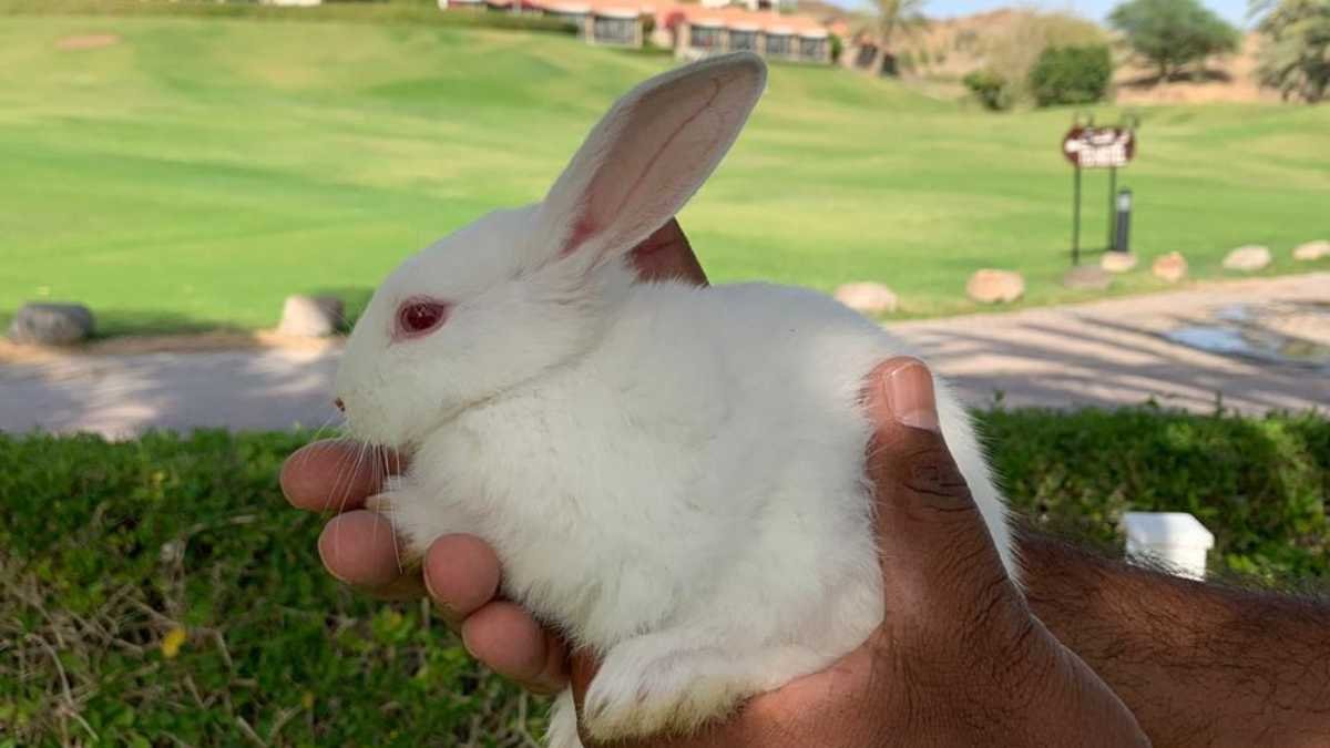 This Easter Getaway Is the Egg-stra Special Escape at JA Hatta Fort Hotel