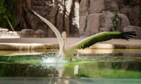 https://wow-emirates.com/last-call-for-a-wild-weekend-dubai-safari-park-closes-for-summer/