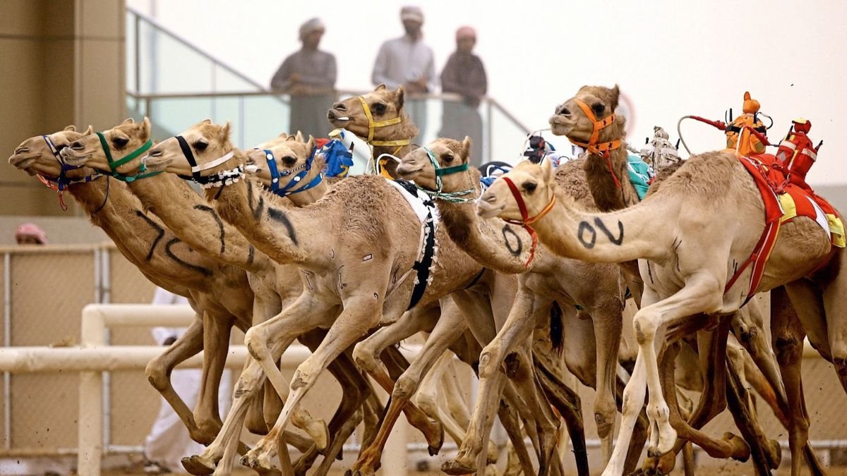 The Ultimate Guide to UAE's Thrilling Camel Race Dubai