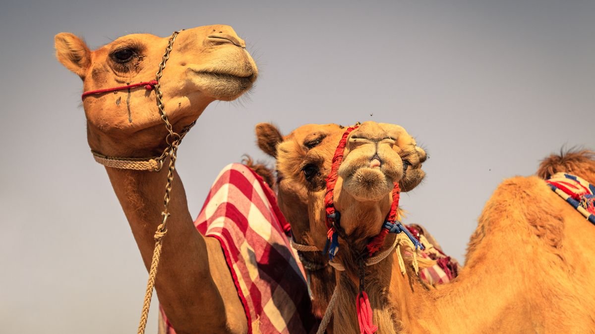 The Ultimate Guide to UAE's Thrilling Camel Race Dubai