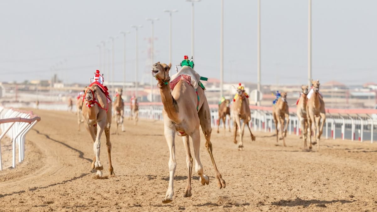 The Ultimate Guide to UAE's Thrilling Camel Race Dubai