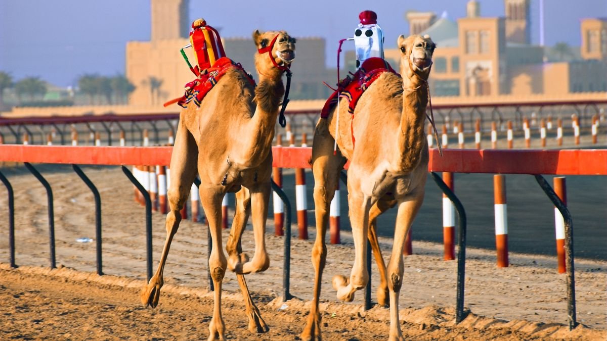 The Ultimate Guide to UAE's Thrilling Camel Race Dubai