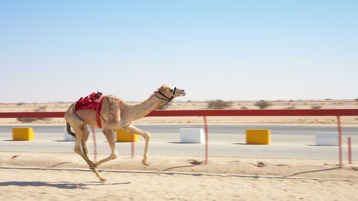 The Ultimate Guide to UAE's Thrilling Camel Race Dubai