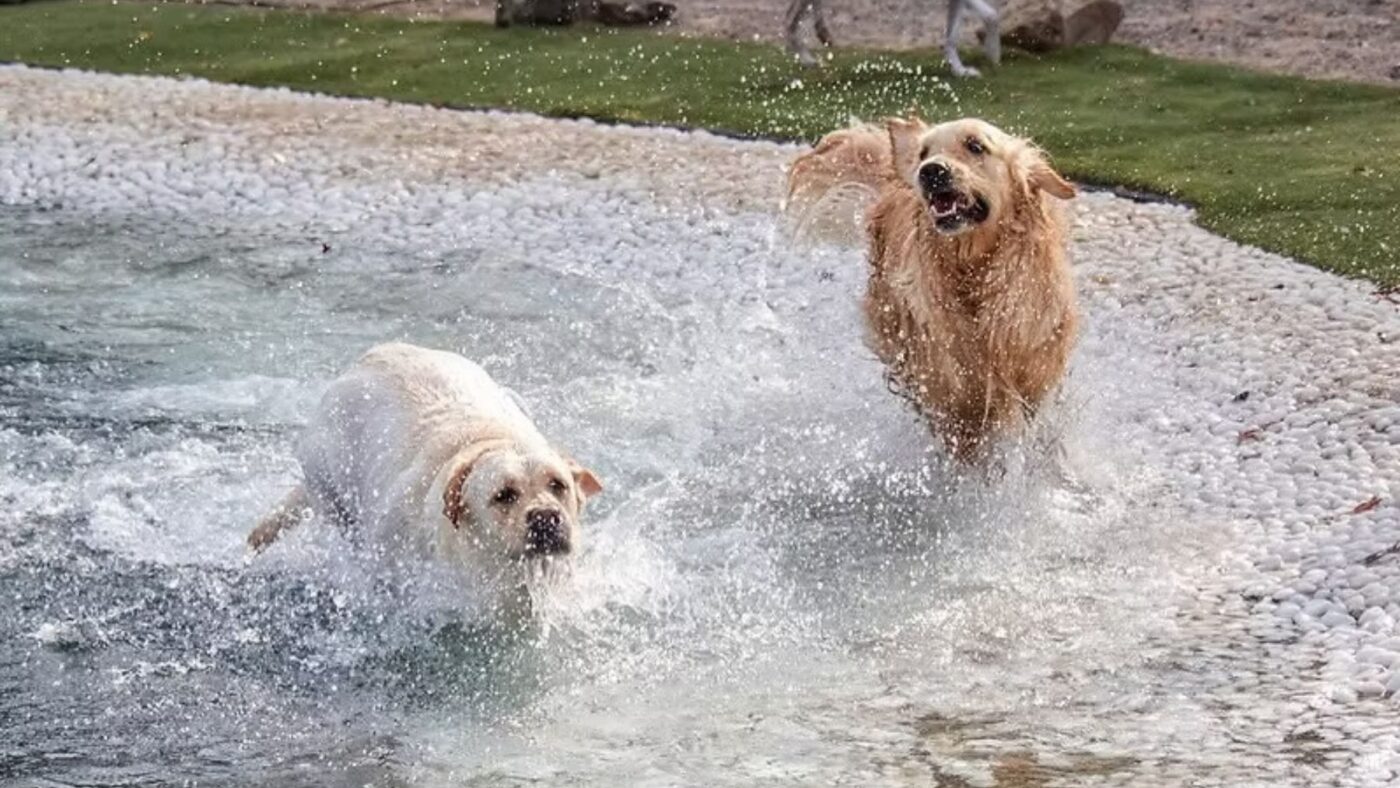 6 Best Pet-Friendly Parks in Dubai For Your Furry Friends