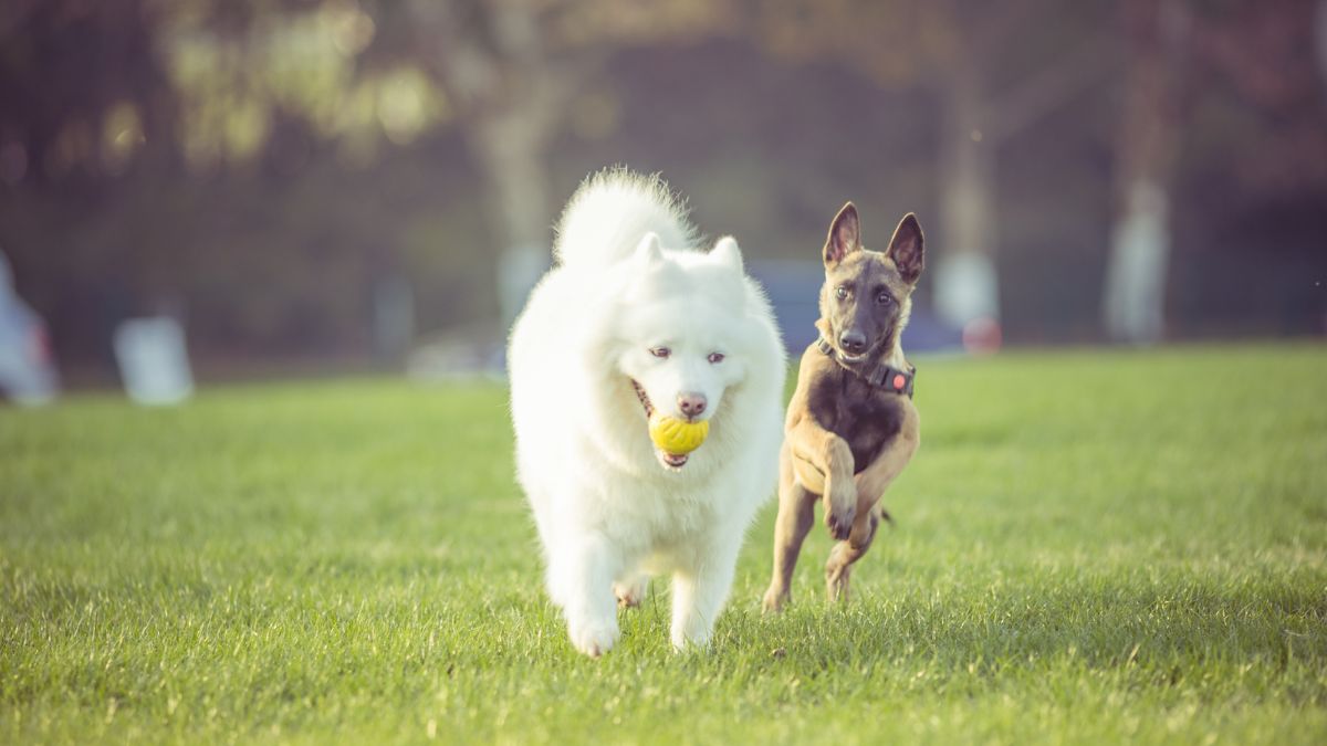 6 Best Pet-Friendly Parks in Dubai For Your Furry Friends