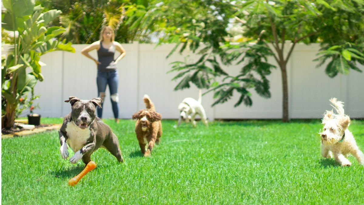 6 Best Pet-Friendly Parks in Dubai For Your Furry Friends