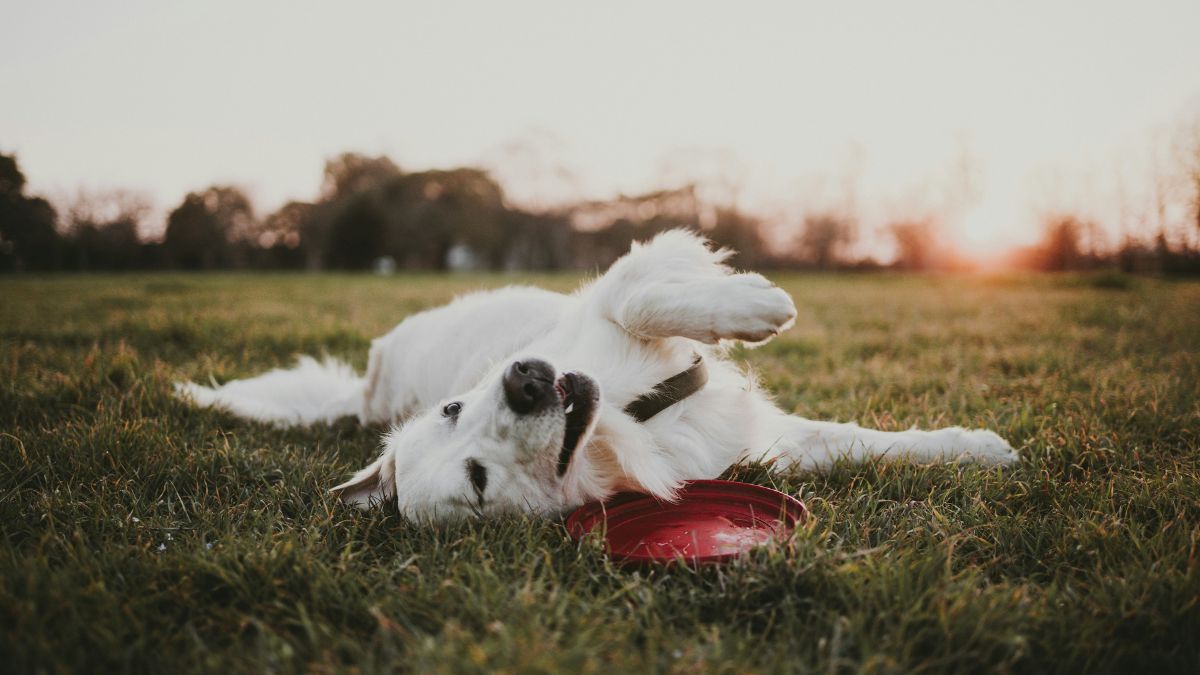 6 Best Pet-Friendly Parks in Dubai For Your Furry Friends