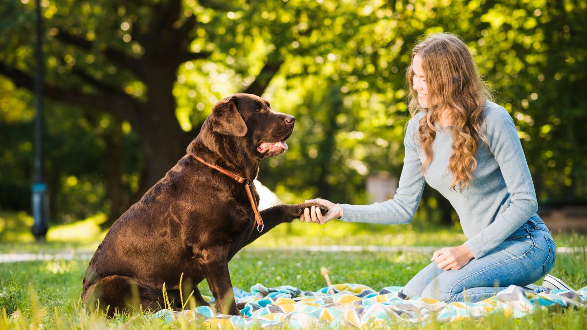 6 Best Pet-Friendly Parks in Dubai For Your Furry Friends