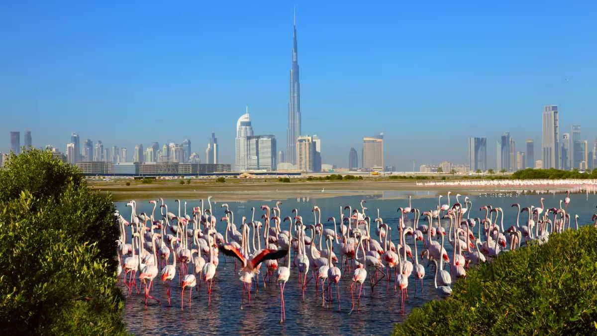 12 Free Things To Do With Kids in Dubai