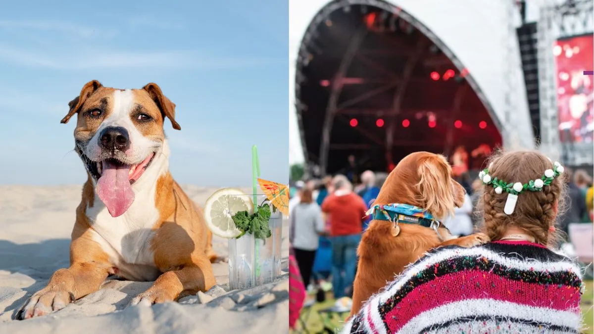 Woofstock 2025 Dubai