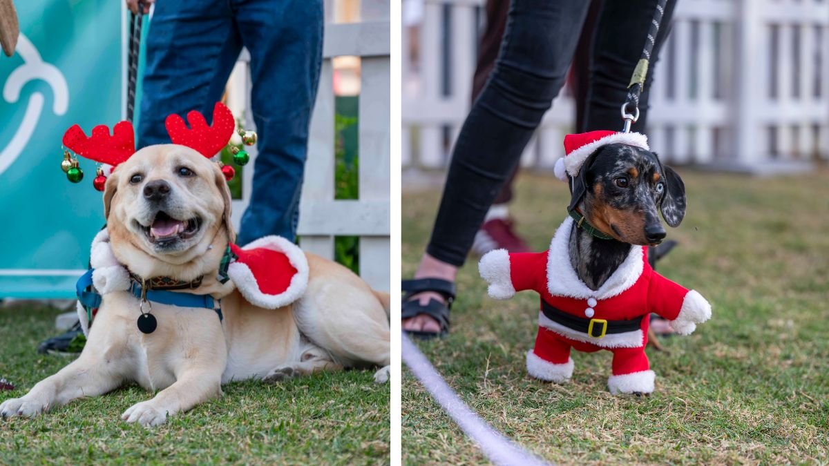 BarkFest By Feastival Dubai