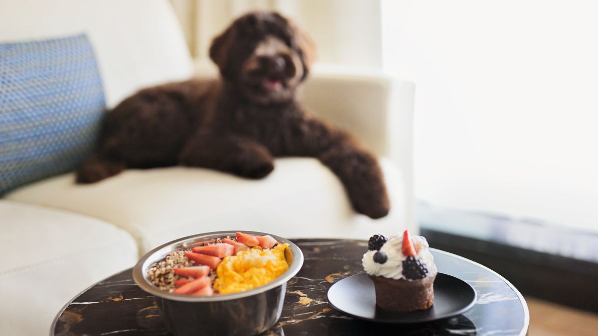 Pet-friendly hotel in Dubai