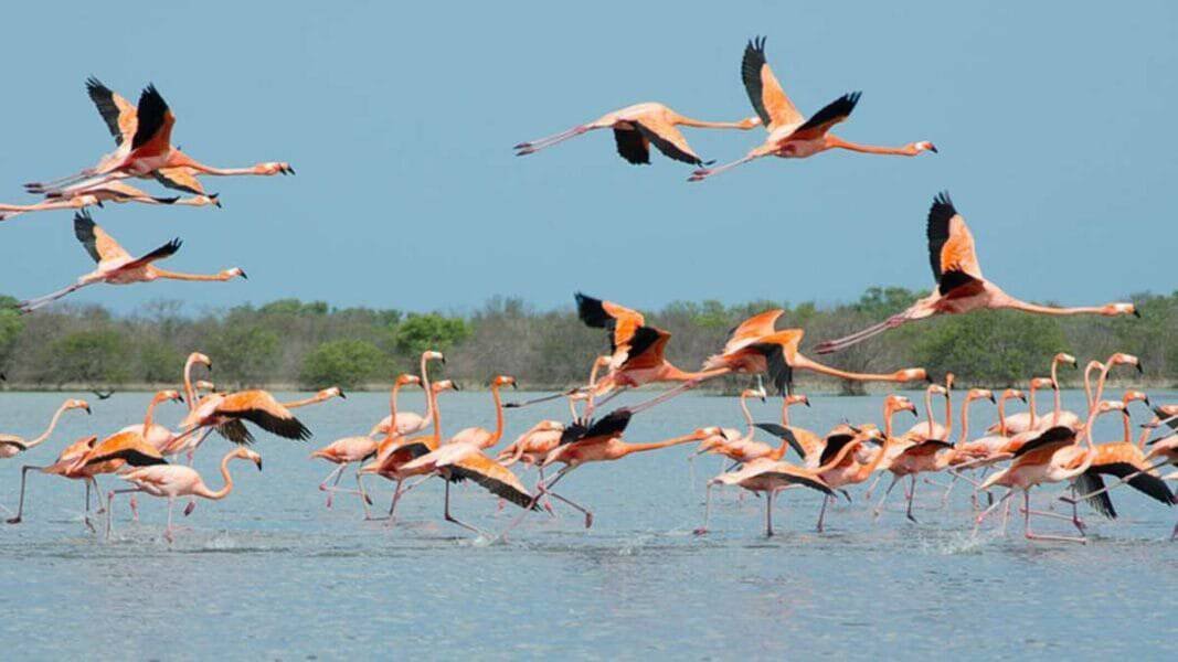 Al Zorah Nature Reserve, Ajman