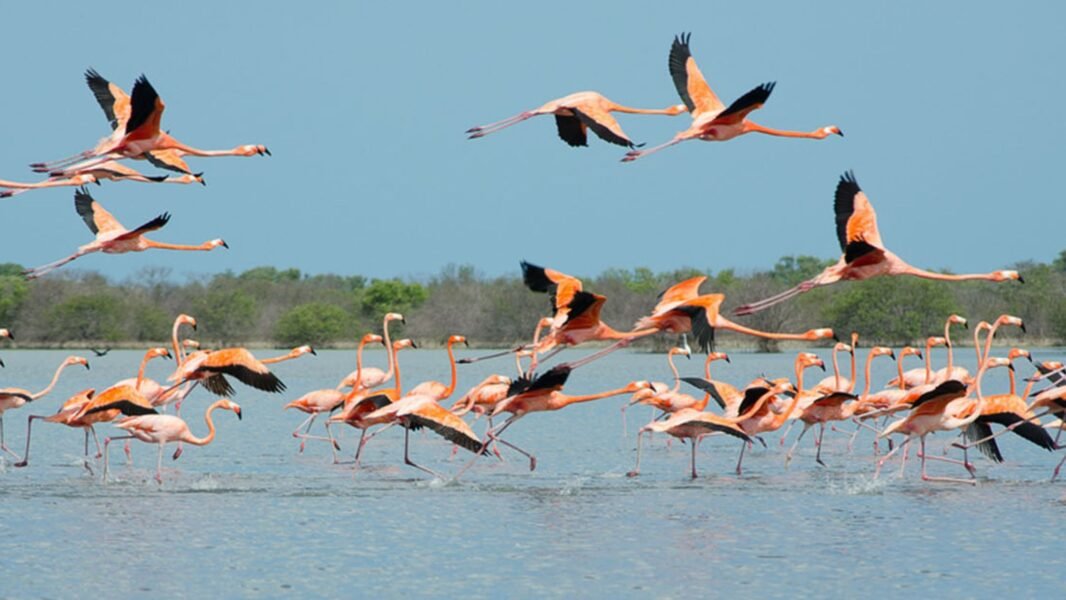 Al Zorah Nature Reserve, Ajman