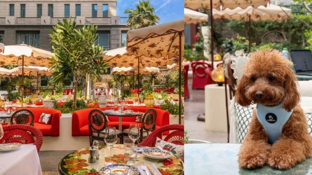 pet-friendly restaurant Gloria Osteria DIFC
